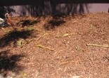 Mulch Canvass Landscapes