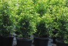 Raminginingplant-nursery-24.jpg; ?>